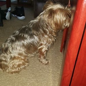 Meet your Posher, Harvey